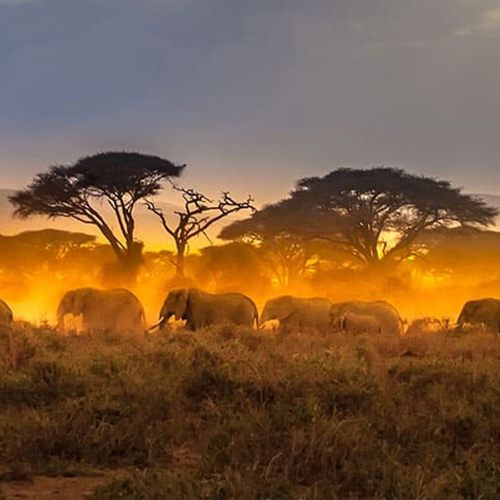 Elephants under acacia trees on the African savanna at sunset