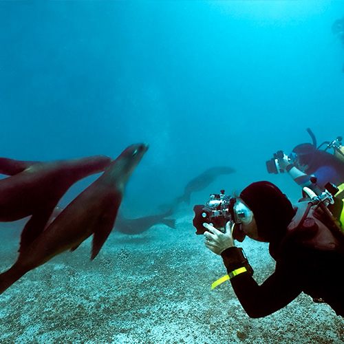 Snorkeler photographing sea lions underwater