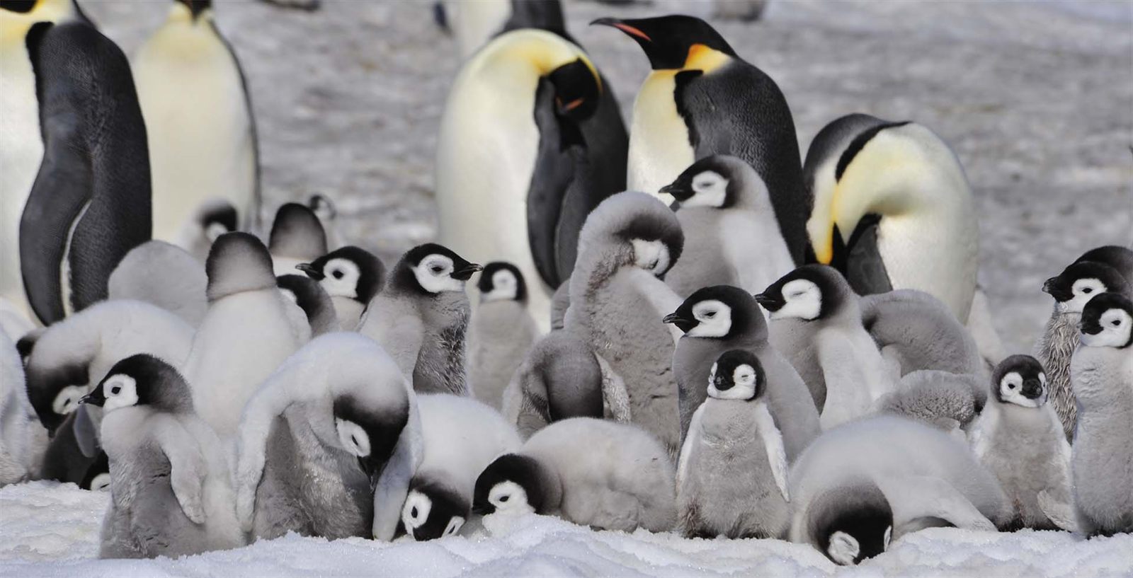 Emperor penguin adults and fluffy grey chicks on the ice