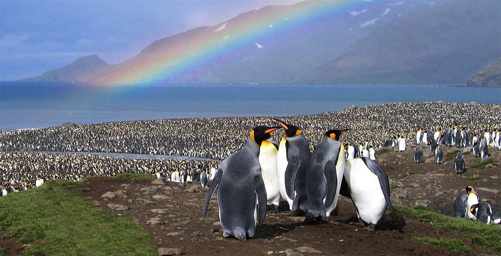King penguin colony on a grassy plain under a rainbow, the classic South Georgia scene